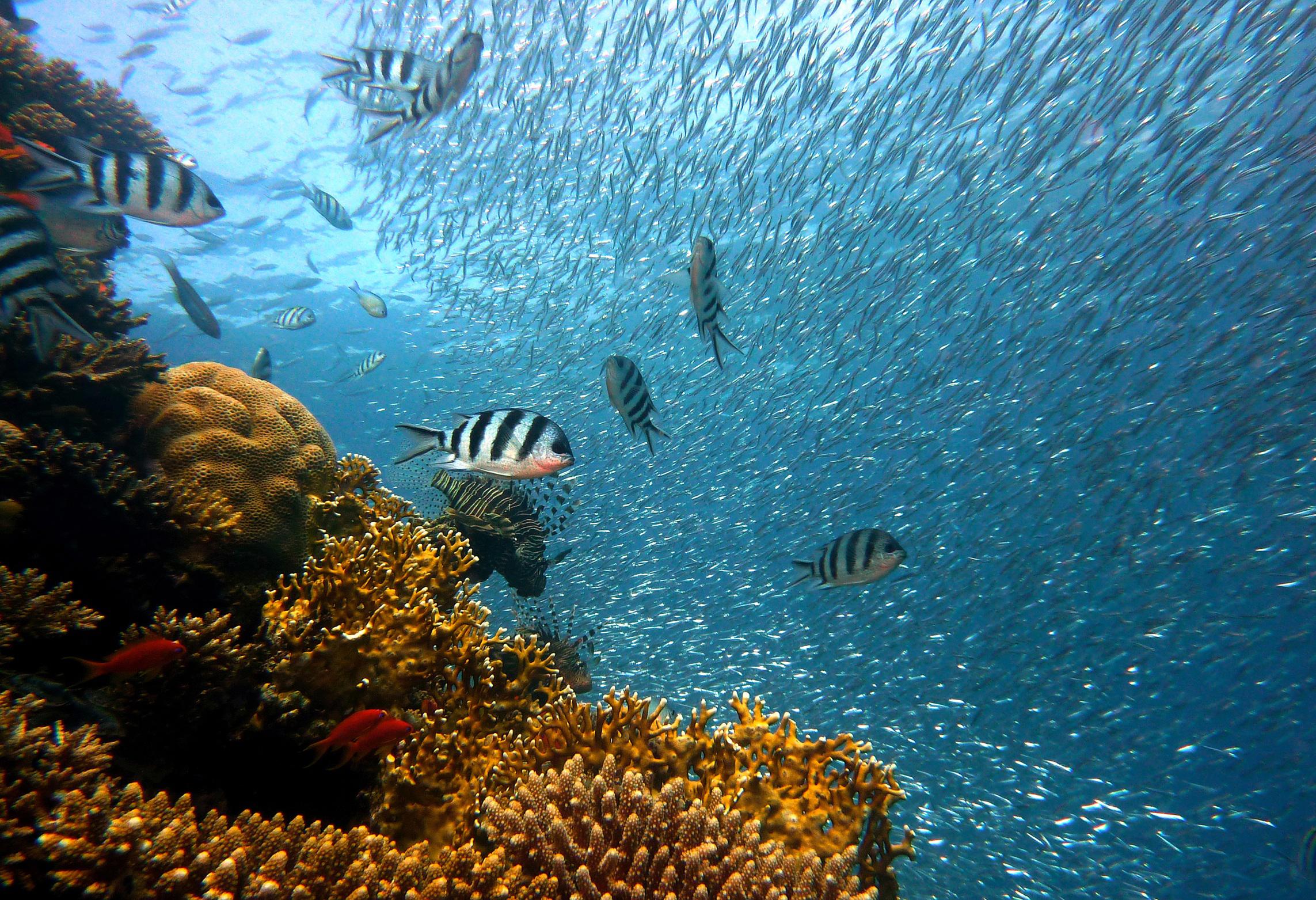 Corals, fishes, reef
